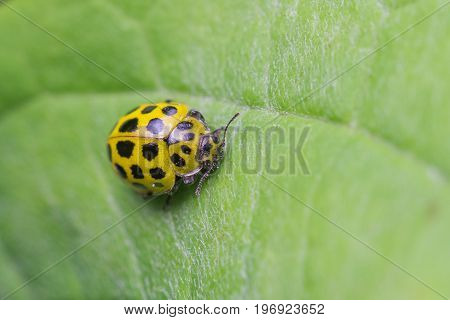 Twenty two Spot Ladybird (Psyllobora 22-punctata) on leaf