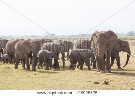 Herd of Elephants at Amboseli National Park, formerly Maasai Amboseli Game Reserve, is in Kajiado District, Rift Valley Province in Kenya. The ecosystem that spreads across the Kenya-Tanzania border.