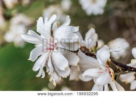 One White Magnolia Flower With Shriveled Brown Dried Leaves In Early Spring