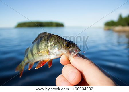 Fish Perch In The Hand Of Angler At Lake