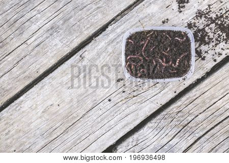 Red worms Dendrobena in a box in manure earthworm live bait for fishing on wooden surface Fishing concept