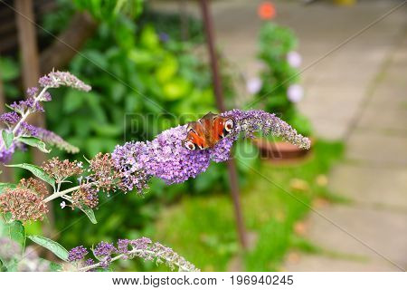Peacock Butterfly On A Buddleja Bush In Summer