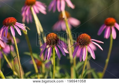 Some flowers of Echinacea purpurea or Hedgehog coneflower.