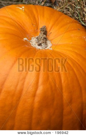 Calabaza