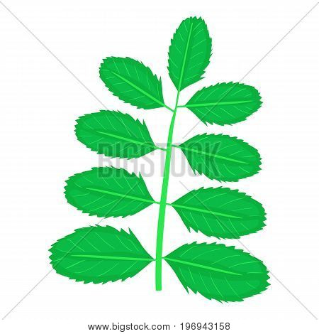 Acacia leaf icon. Cartoon illustration of acacia leaf vector icon for web on white background