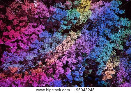 Concept creative thinking illumoinated cherry tree bloomimg