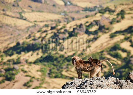 Mother gelada baboon and her small clinging to her back