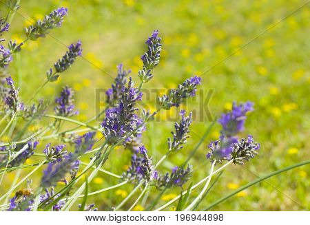 Lavender on yellow background with bokeh Provence