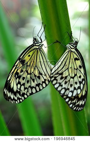 A pair of white tree nymphs mate in the gardens.
