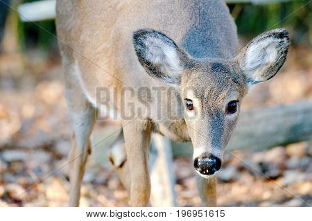 Deer in the woods in front of old wooden fence near the edge of woods and meadows during sunny day