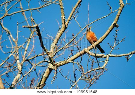 American robin perched in a tree on a bright sunny day with blue skies on a fall day