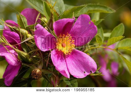 Flower of a Carolina rose Rosa carolina.