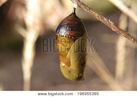 Monarch butterfly cocoon hanging on a branch in Australia bushland