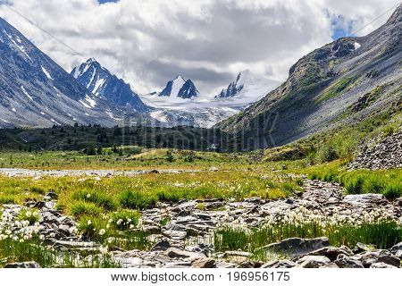 Beautiful view with mountains pointed snowy peaks glacier and white fluffy flowers of Eriophorum on stones against the background of a cloudy sky in summer
