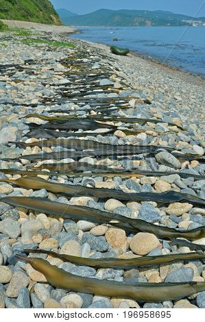 A close up of the drift-weed drying on beach.