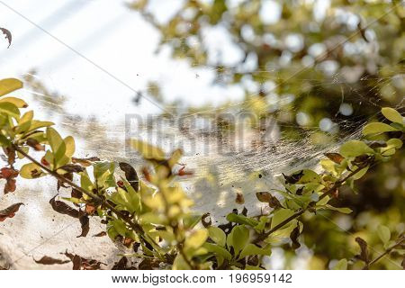 Gossamer On Tree