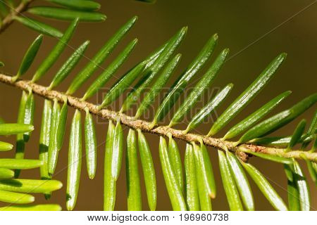 Branch with needles of a European silver fir Abies alba.