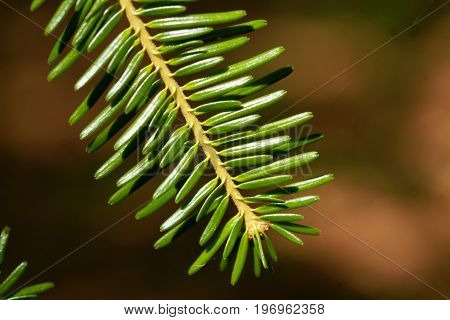 Branch with needles of a European silver fir Abies alba.