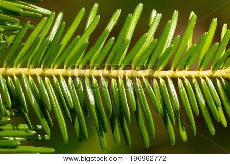 Branch with needles of a European silver fir Abies alba.