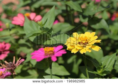yellow narrowleaf zinnia on the garden in thailand.