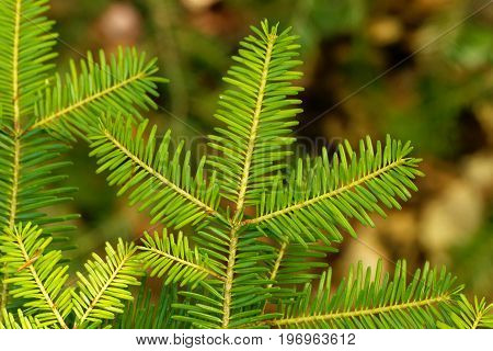 Branch with needles of a European silver fir Abies alba.