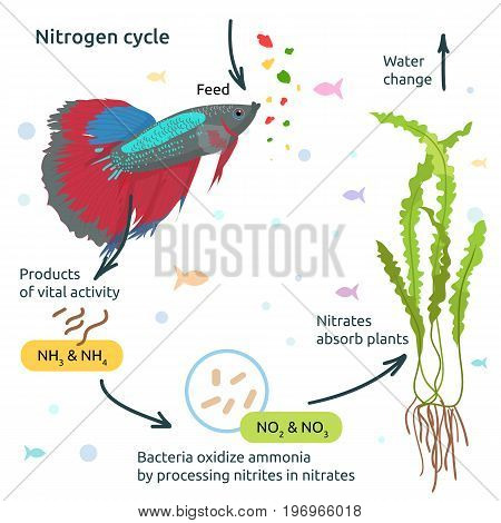 Aquarium care vectors. Nytrogen cycle in the aquarium
