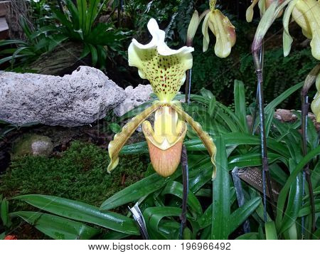 Paphiopedilum Insigne