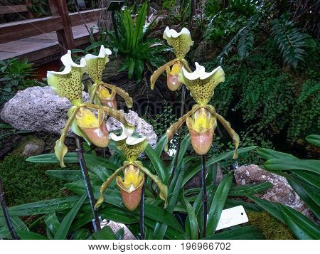 Paphiopedilum Insigne