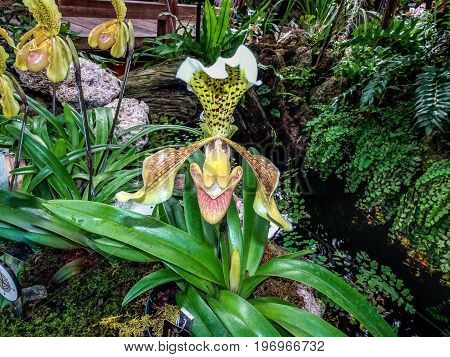 Paphiopedilum Insigne