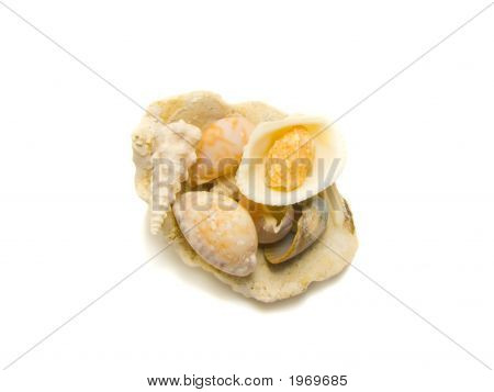 Un isolato mucchio di conchiglie unici