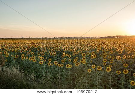 Sunflowers field near Arles in Provence France