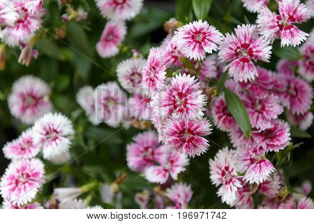 Beautiful Dianthus Flower (dianthus Chinensis) Blossoming In The Gardern