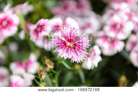 Beautiful Dianthus Flower (dianthus Chinensis) Blossoming In The Gardern