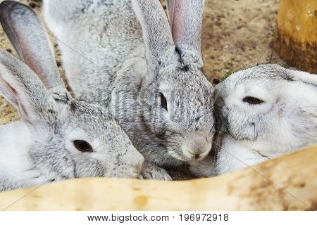 Grey rabbit sitting in a cage, close-up