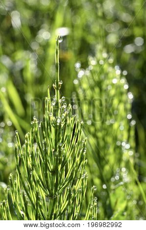 Stems of horsetail with dew drops early on a summer morning