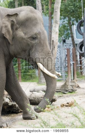Elefant i Animalfarm