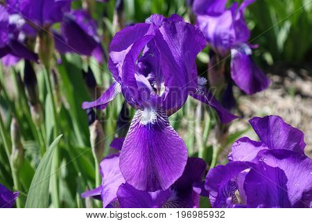 Close Up Of Purple Iris With White Beard And Veins
