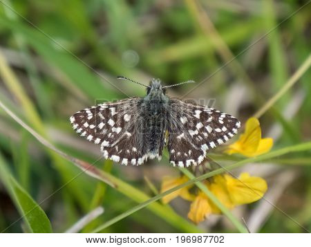Grizzled Skipper Butterfly (pyrgus Malvae) Basking Warming Up On Chalkland Down