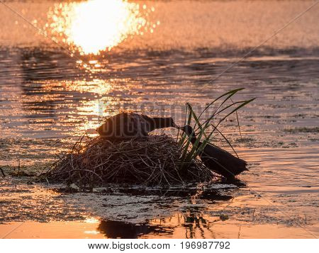 Silhouette Of Nesting Coots (fulica Atra) At Sunset On Golden Pond