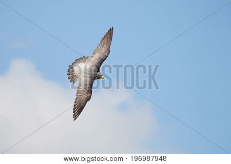 Top View Of Peregrine Falcon (falco Peregrinus) Banking Flying Against Blue Cloudy Sky