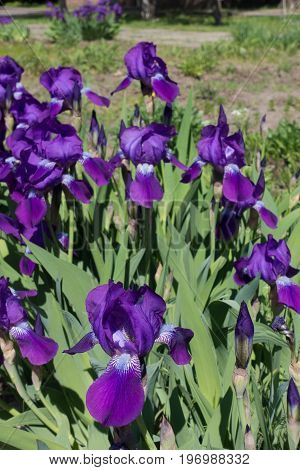 Purple Bearded Irises In The Flower Bed