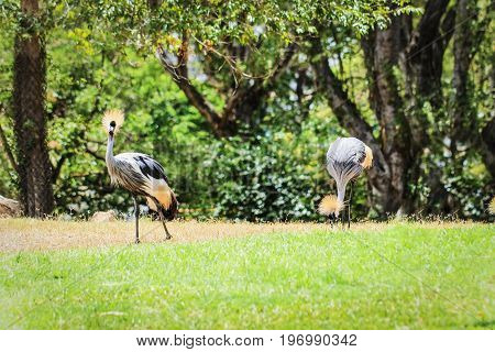 A pair of Black crowned crane (Balearica pavonina)