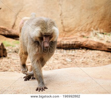 The hamadryas baboon - a species of baboon from the Old World monkey family.