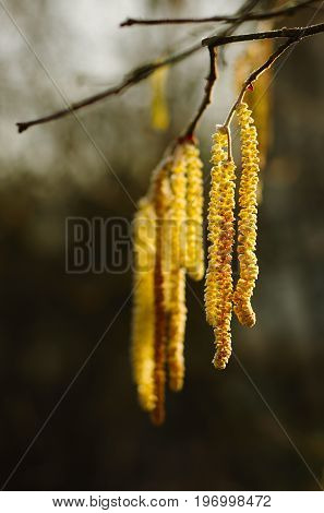 Flower of hazel tree in a warm wintry ray of sunshine