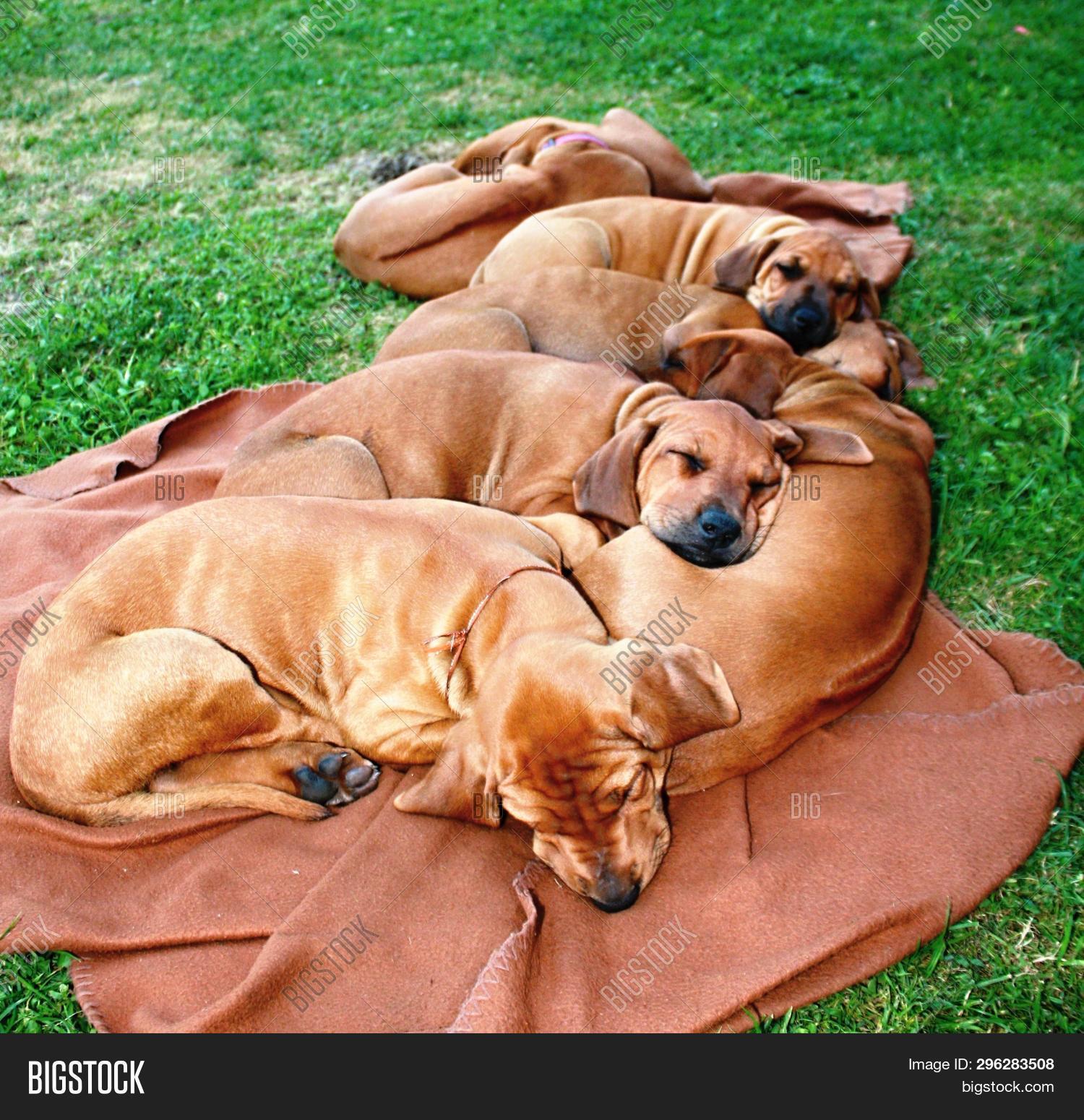 Are Rhodesian Ridgebacks Cuddly