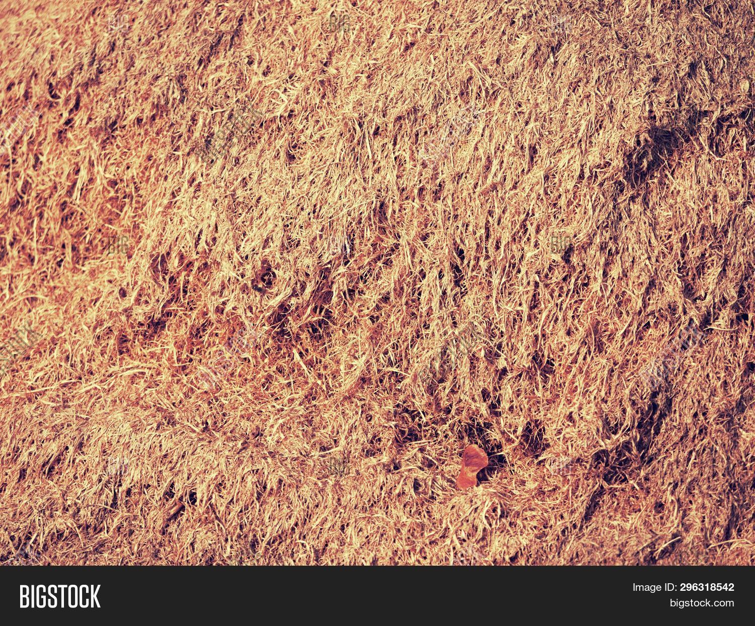 Rotten Old Grass Humus Image & Photo (Free Trial) Bigstock