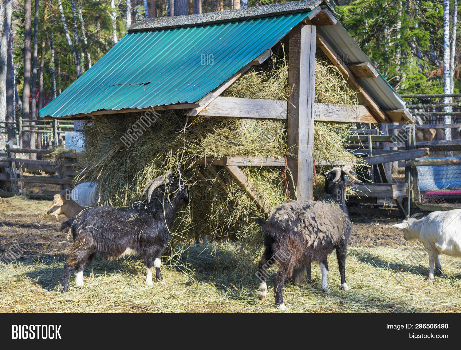 Goats Eat Hay Stack. Image & Photo (Free Trial) Bigstock