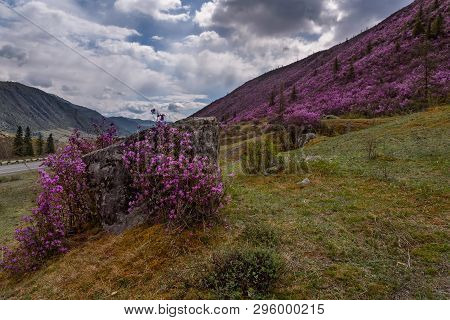 Thickets Of Shrubs With Bright Purple Rhododendron Flowers On The Mountain Slopes Along The Road Aga