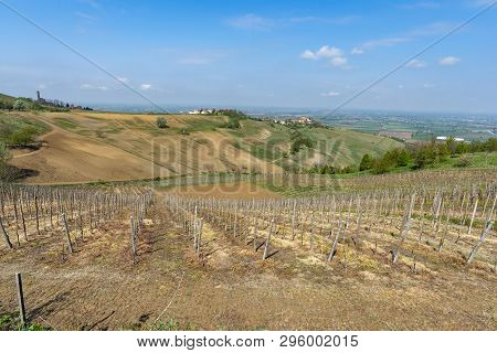 Oltrepo Pavese, Pavia, Lombardy, Italy: Country Landscape Of The Vineyards In Springtime (april)