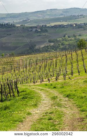 Oltrepo Pavese, Pavia, Lombardy, Italy: Country Landscape Of The Vineyards In Springtime (april)
